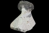 Lot: Gerastos Trilobite Fossils - Pieces #69141-4